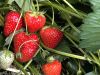 000-confiture-fraises