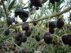 002-olives-noires