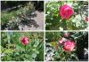 01 - roses