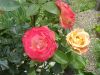 010-roses