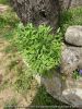 002-jardin25