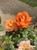 004-jardin25