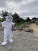 004-lapin