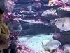 031-seaquarium