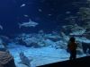 049-seaquarium